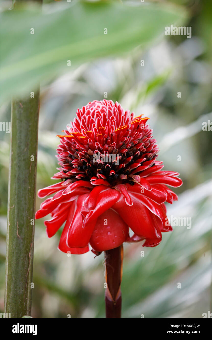 Flower, Torch Ginger (Etlingera elatior), Costa Rica Stock Photo