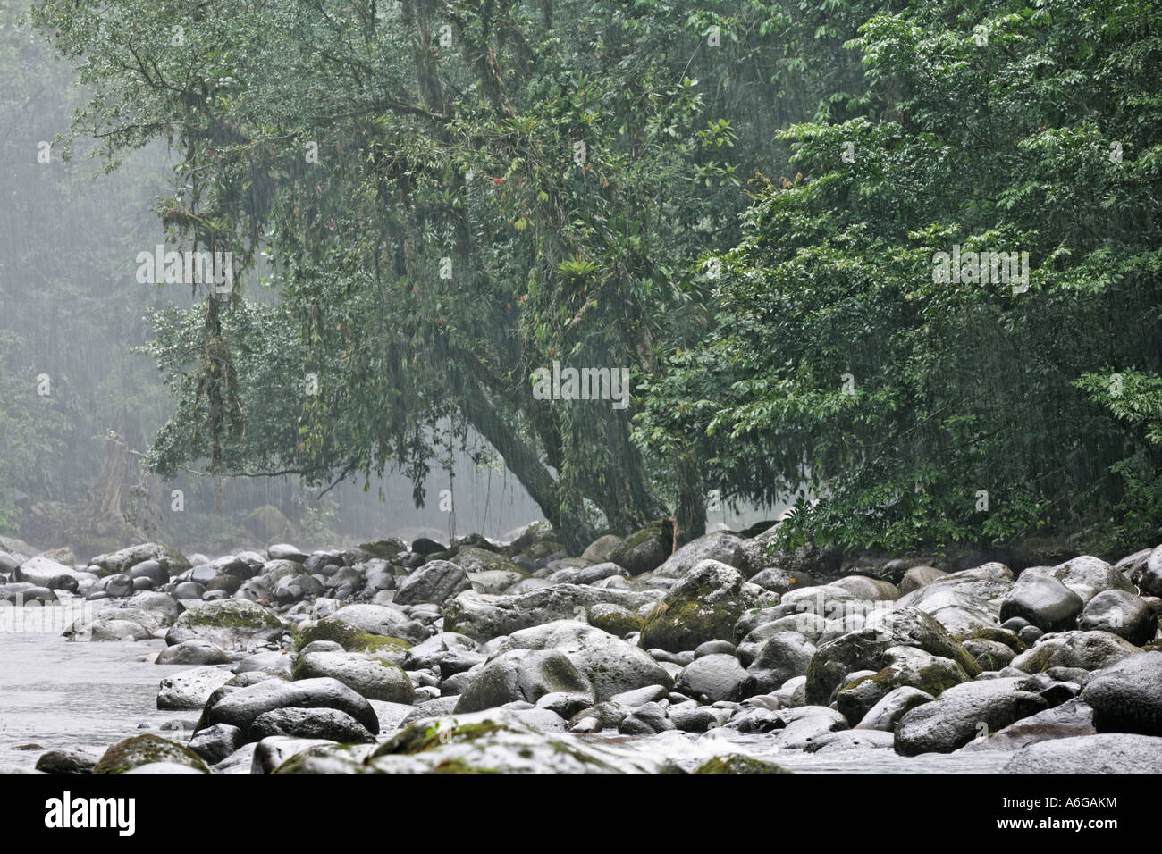 Rain, Rio Blanco, Guapiles, Costa Rica Stock Photo - Alamy