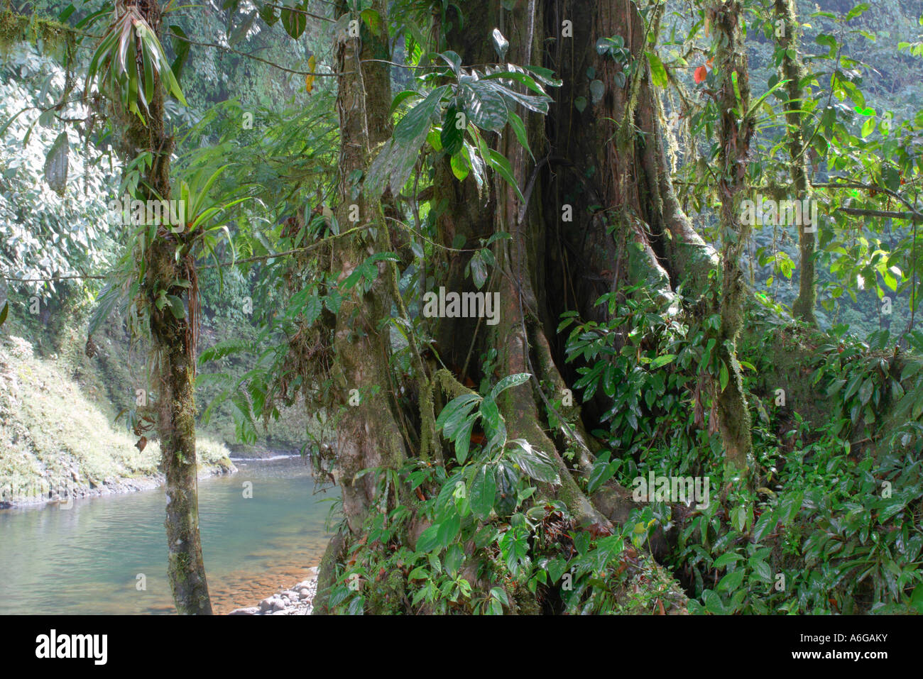 Rio Blanco, Guapiles, Costa Rica Stock Photo - Alamy