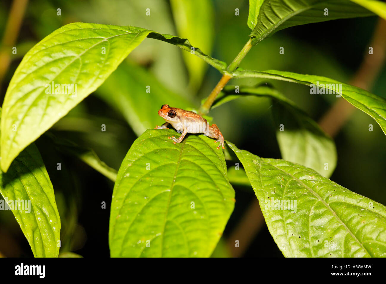 Frog, Costa Rica Stock Photo Alamy