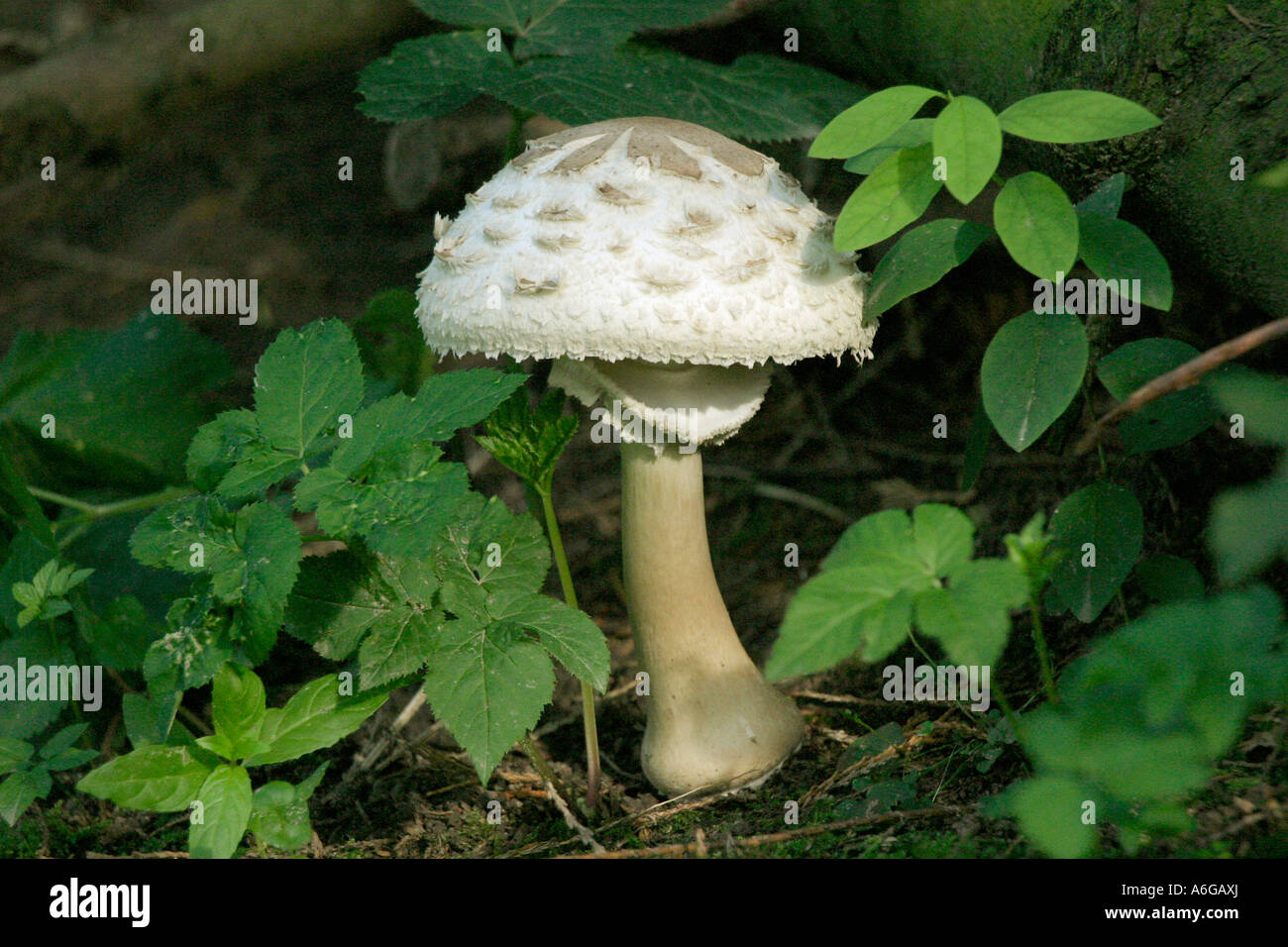 Schirmpilz High Resolution Stock Photography and Images - Alamy