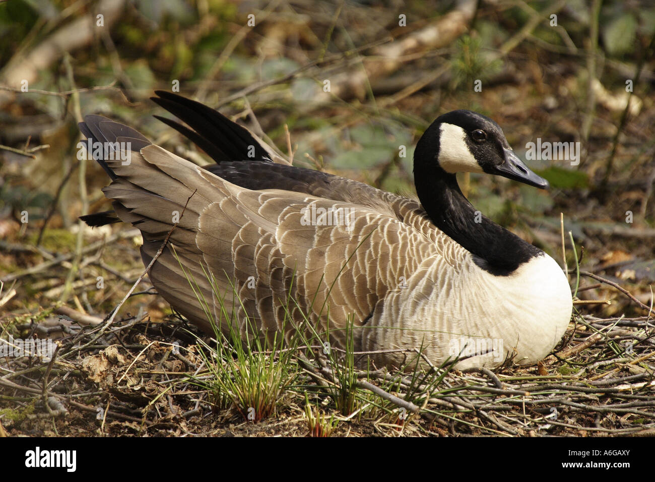 Canada Goose (Branta canadensis) in its nest Stock Photo