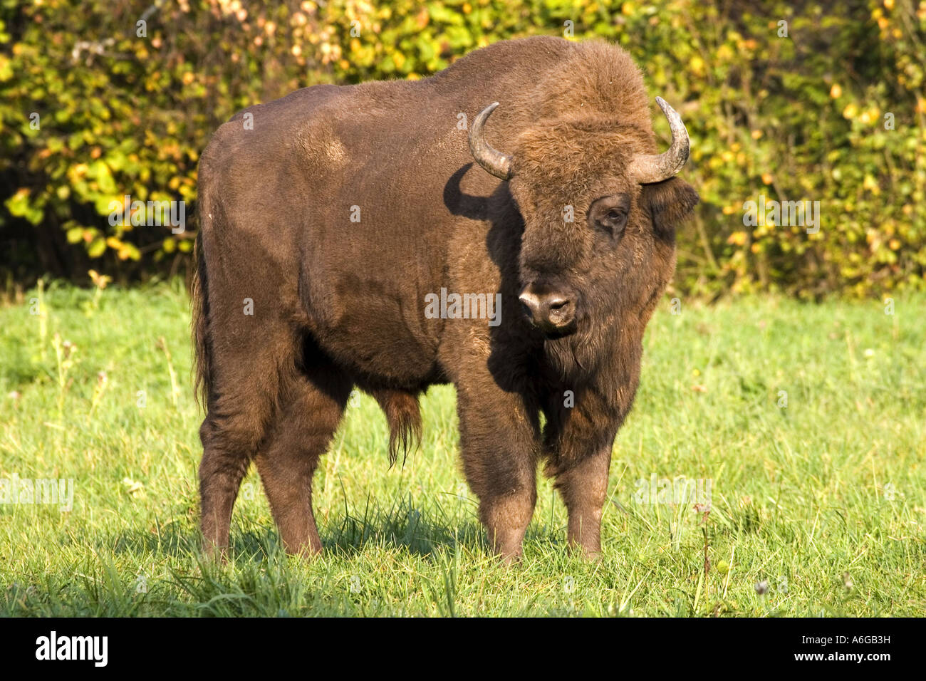 European bison, wisent (Bison bonasus), bul, largest and heaviest  terrastrial animal, Poland, Masuria Stock Photo - Alamy