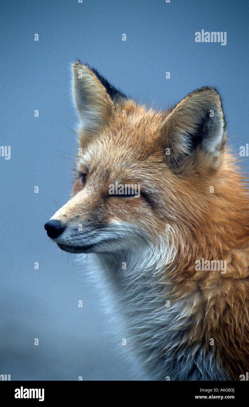 Portrait of Red Fox (Vulpes vulpes) close-up of foxes head, Canada Stock Photo