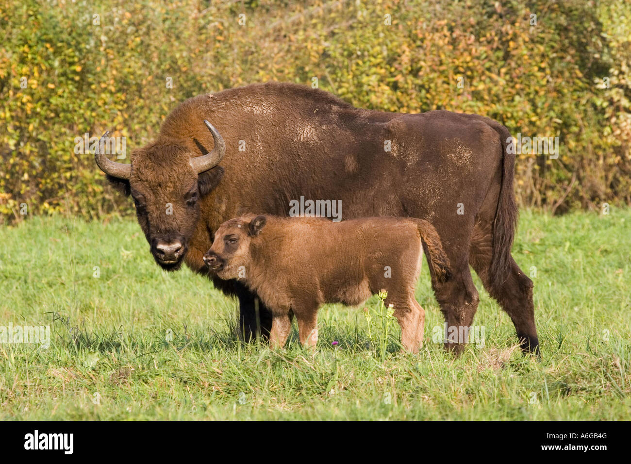 European bison, wisent (Bison bonasus), cow and calf, largest and heaviest terrestrial animal of Europe, Poland, Masuria Stock Photo - Alamy European bison, wisent (Bison bonasus), cow and calf, largest and heaviest terrestrial animal of Europe, Poland, Masuria Stock Photo - Alamy