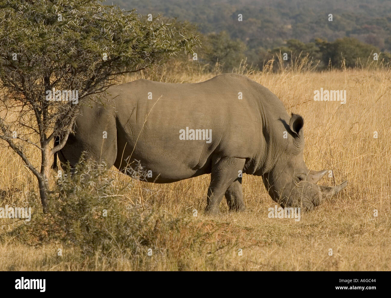 South Africa Limpopo Mabula near Warmbaths game park rhinoceros grazing ...