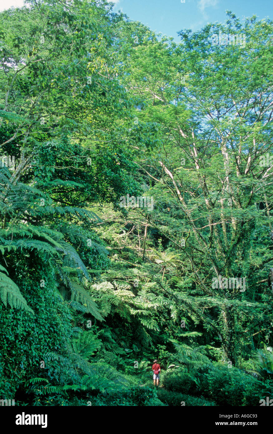Hiker dwarfed by greenery on trail in the National Park of American Samoa Tutuila Stock Photo