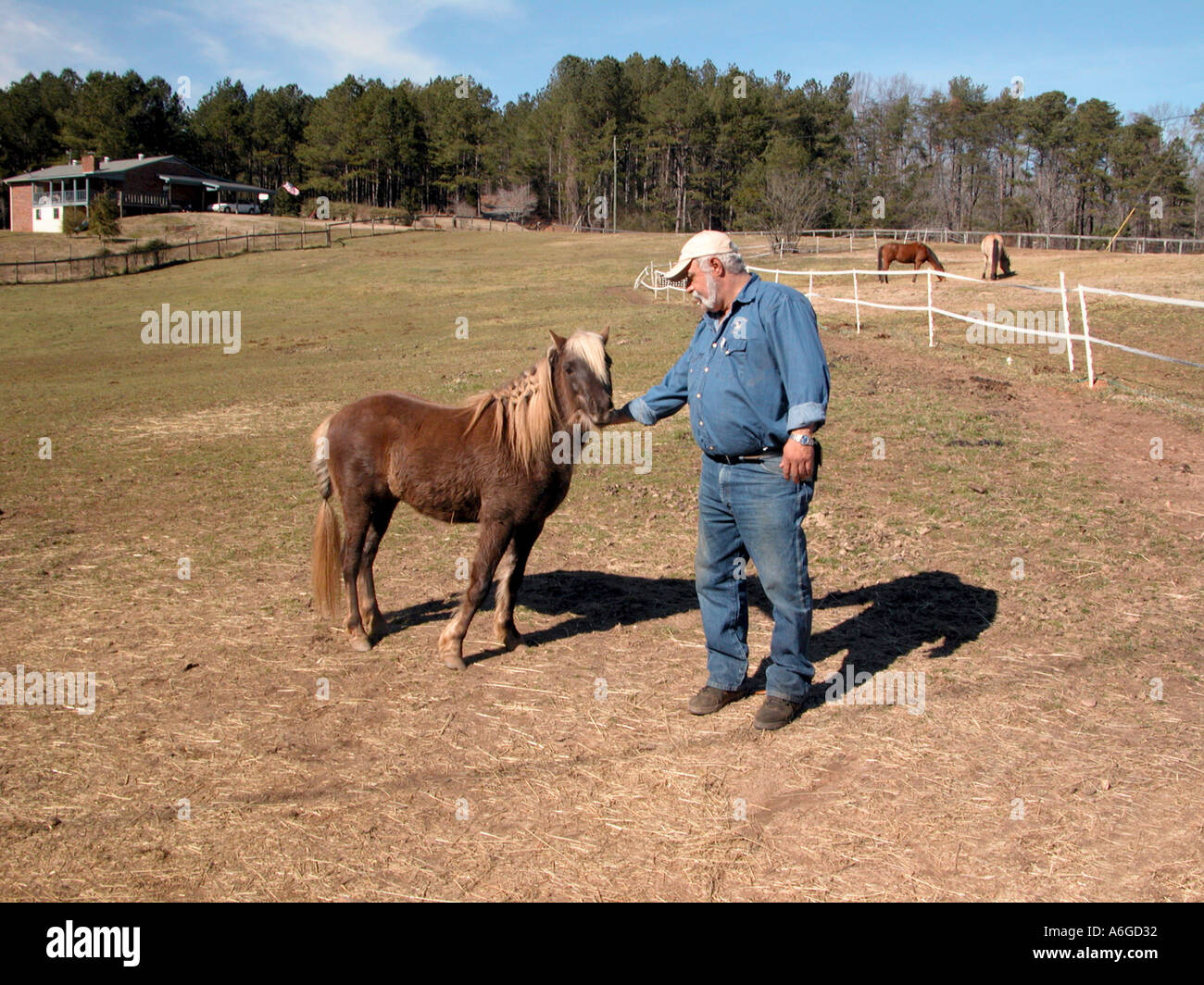 Farmer who is the owner and breeder of horses with a small pony which was for sale at his farm