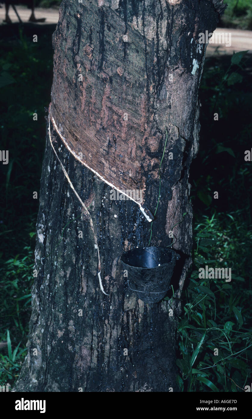 Tapping a Rubber Tree Hevea brasiliensis Basilan Island Mindanao Philippines Stock Photo
