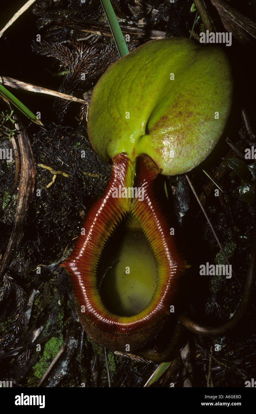 Carnivorous Pitcher Plant Nepenthes species Mount Kinabalu Kinabalu National Park Sabah Borneo Malaysia Stock Photo