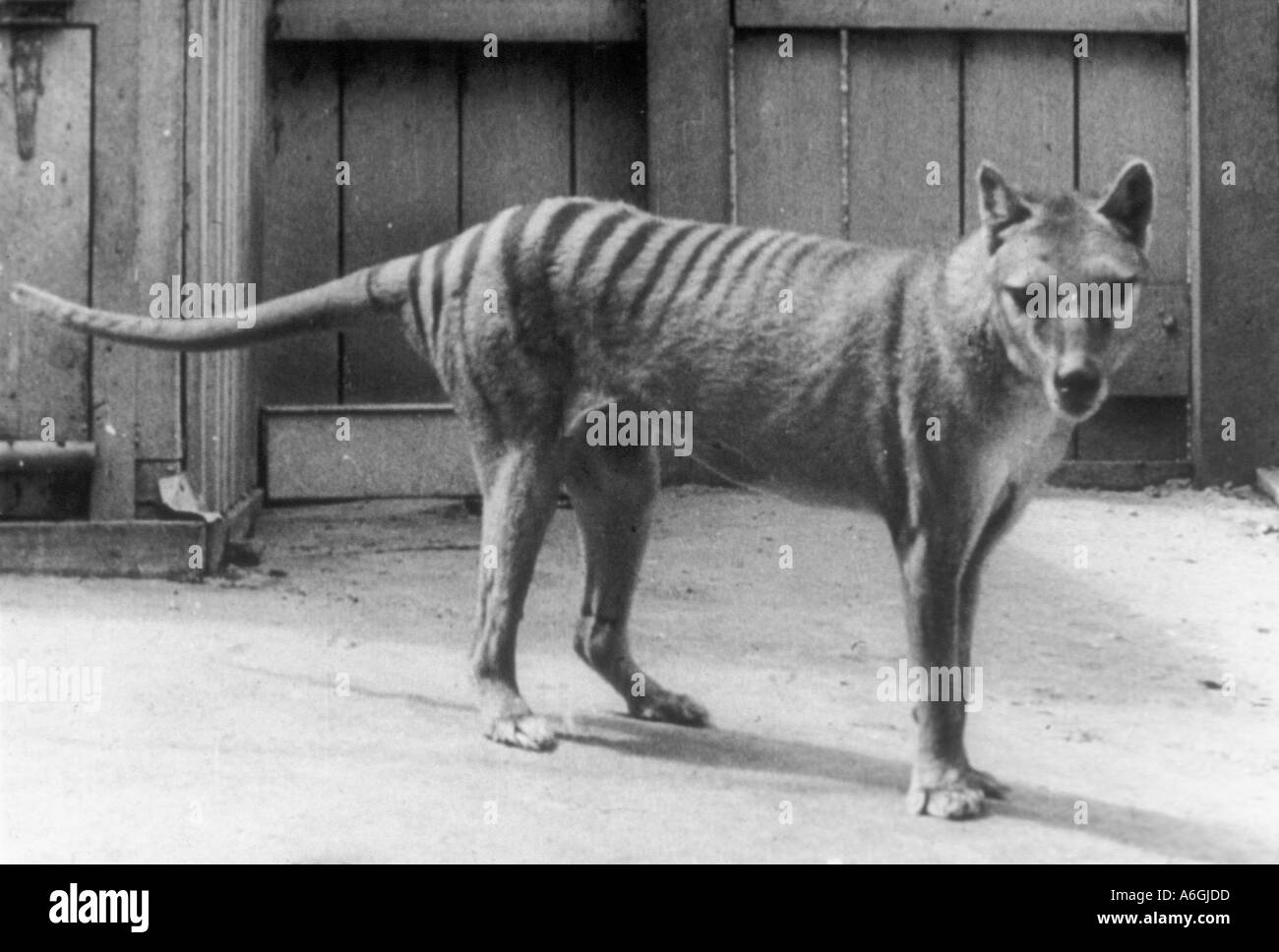 Thylacine Thylacinus cynocephalus Historical photo Hobart Zoo Tasmania Australia Last Thylacine died in captivity Extinct Stock Photo
