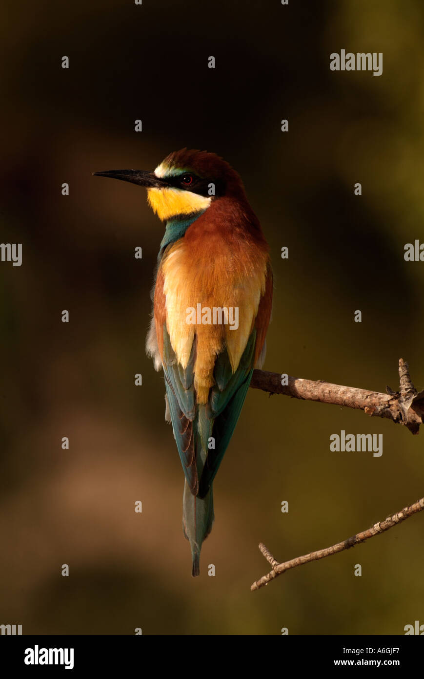 EUOROPEAN BEE EATER Merops apiaster Photographed in the Camargue France Stock Photo