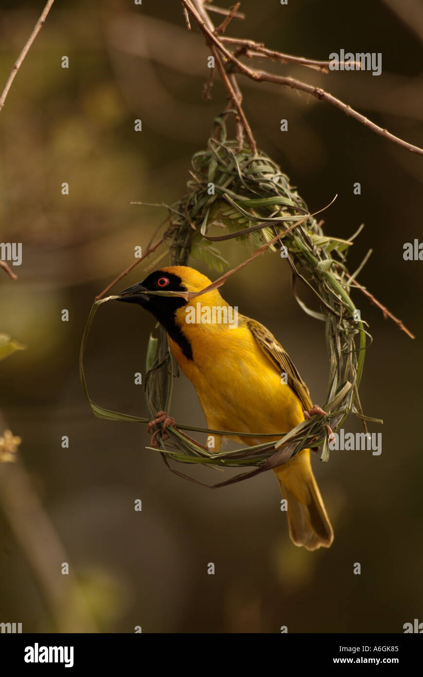 Masked Weaver Ploceus velatus Male weaving nest Photographed in Kruger National Park South Africa Stock Photo