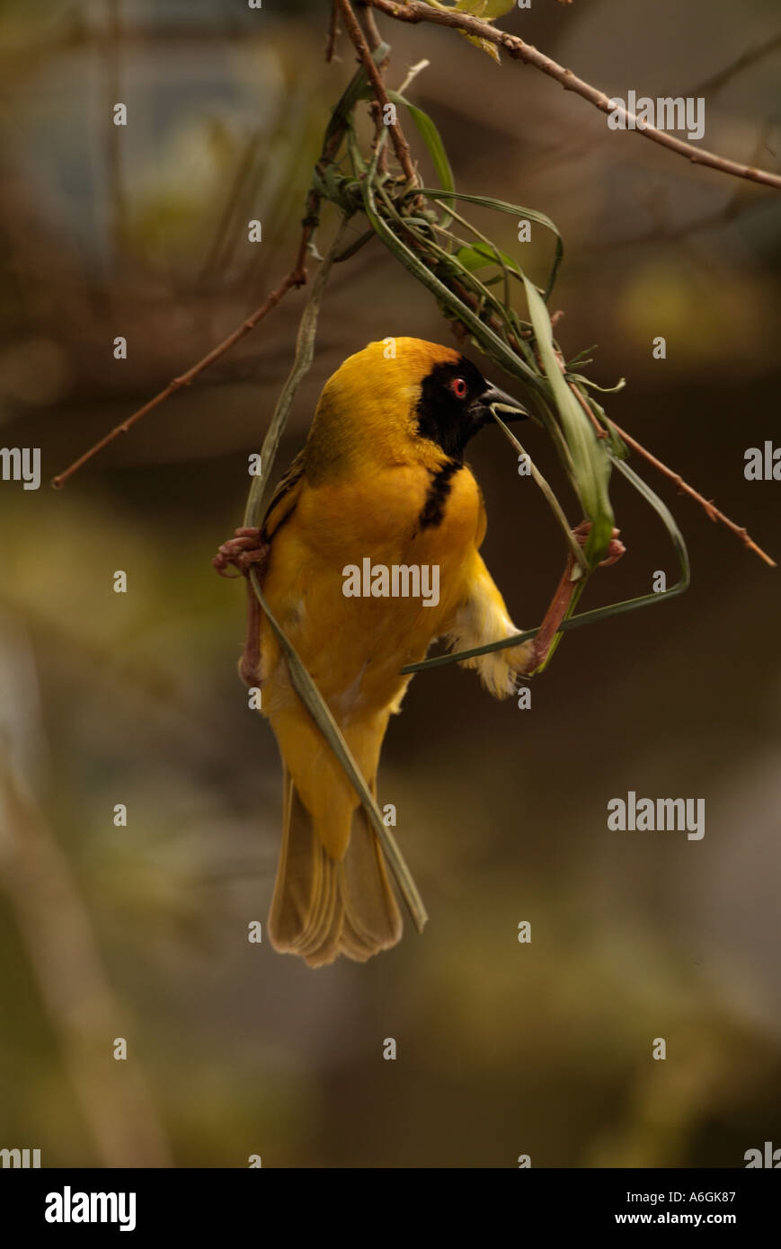 Masked Weaver Ploceus velatus Male weaving nest Photographed in Kruger National Park South Africa Stock Photo