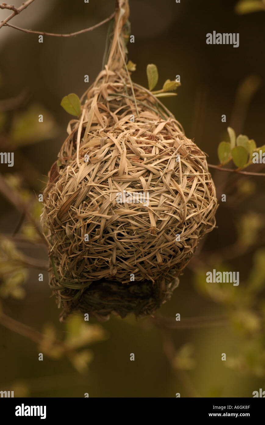 Masked Weaver Ploceus velatus Finished nest Stock Photo