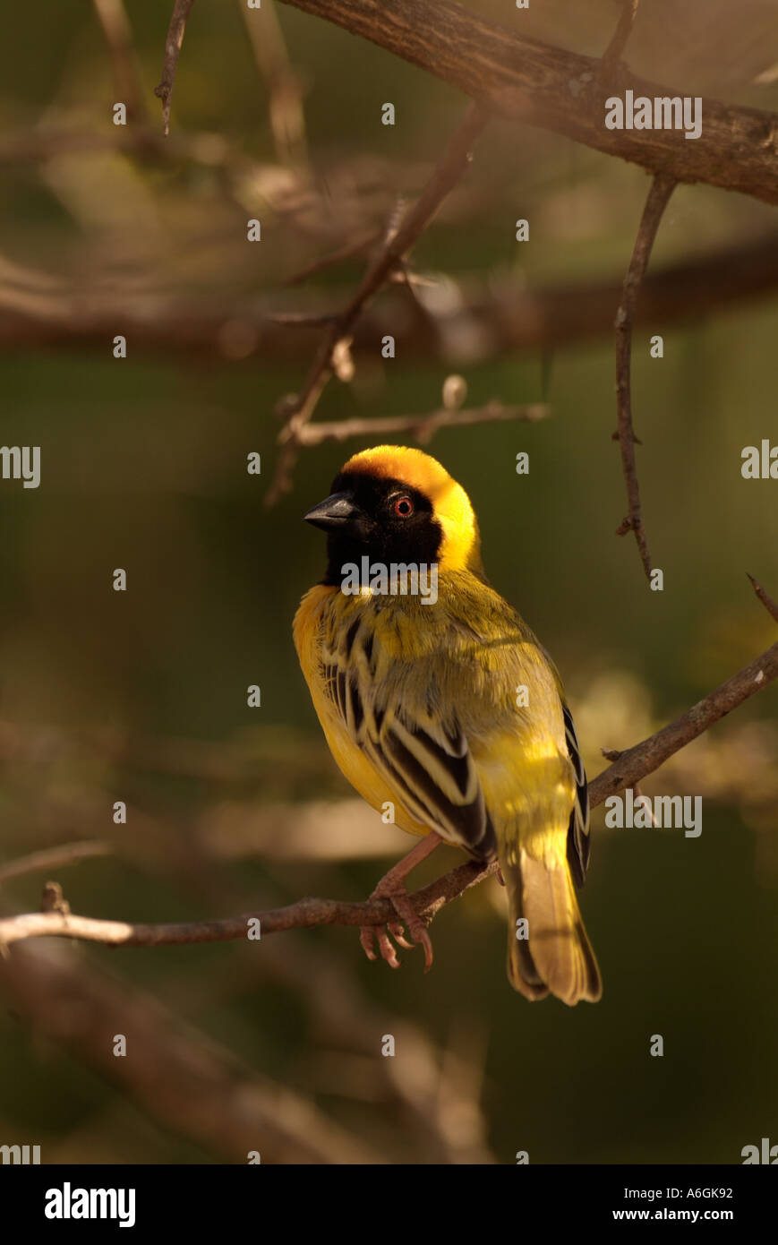 Masked Weaver Ploceus velatus Adult male Stock Photo