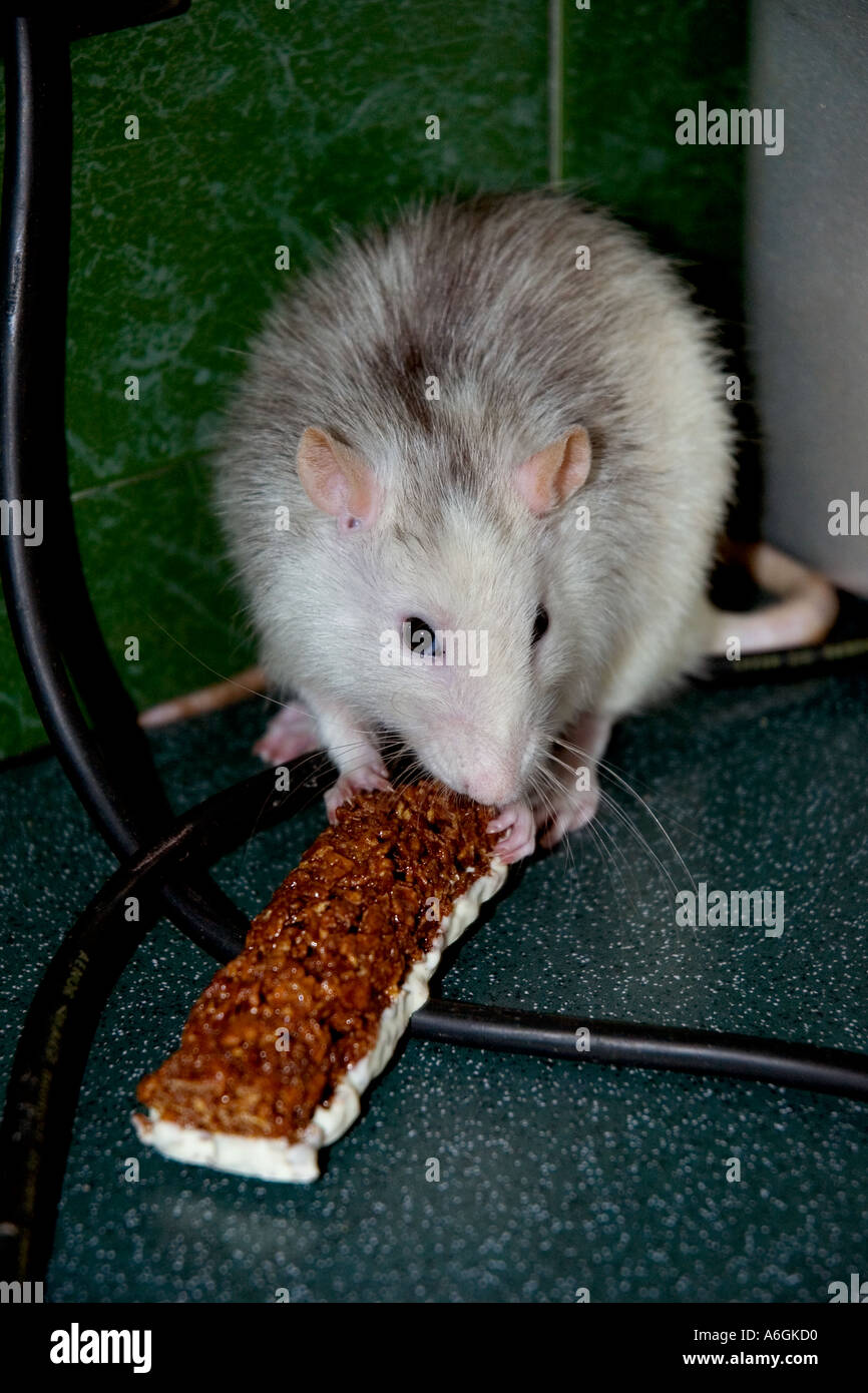 Pet rat in kitchen with chocolate biscuit Stock Photo - Alamy