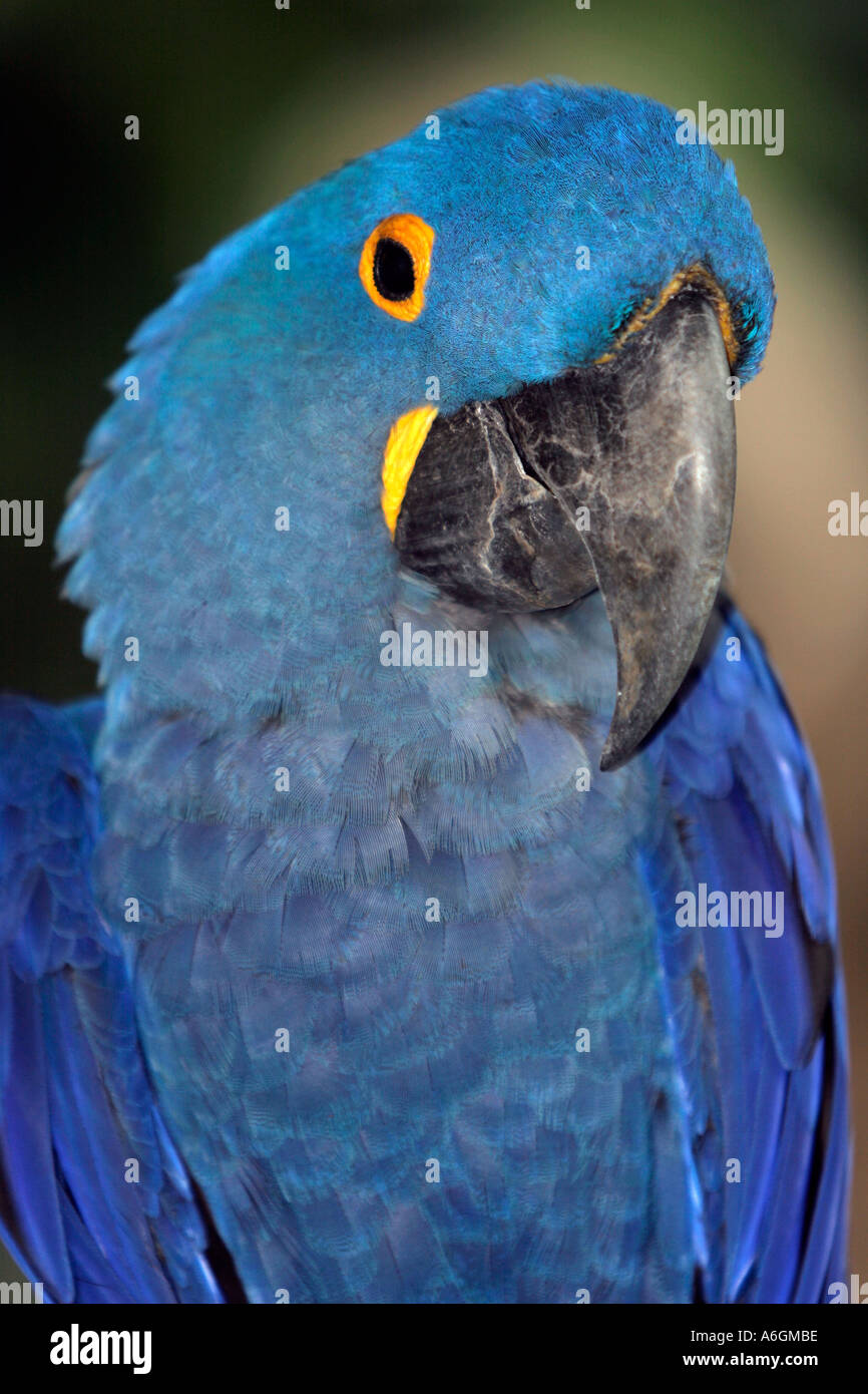Hyacinth Macaw Jurong Bird Park Singapore Stock Photo - Alamy