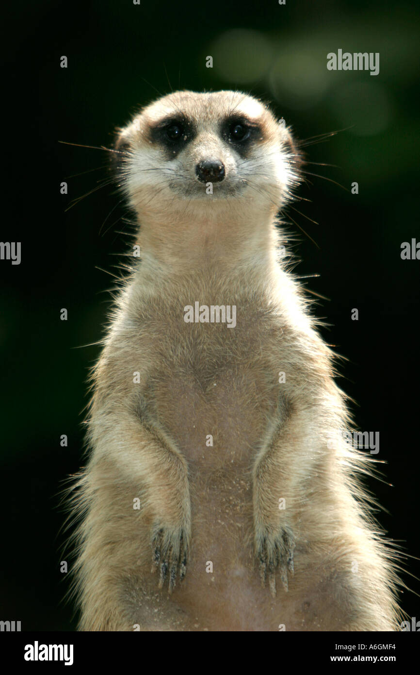 Meerkat Manor Flower Dies