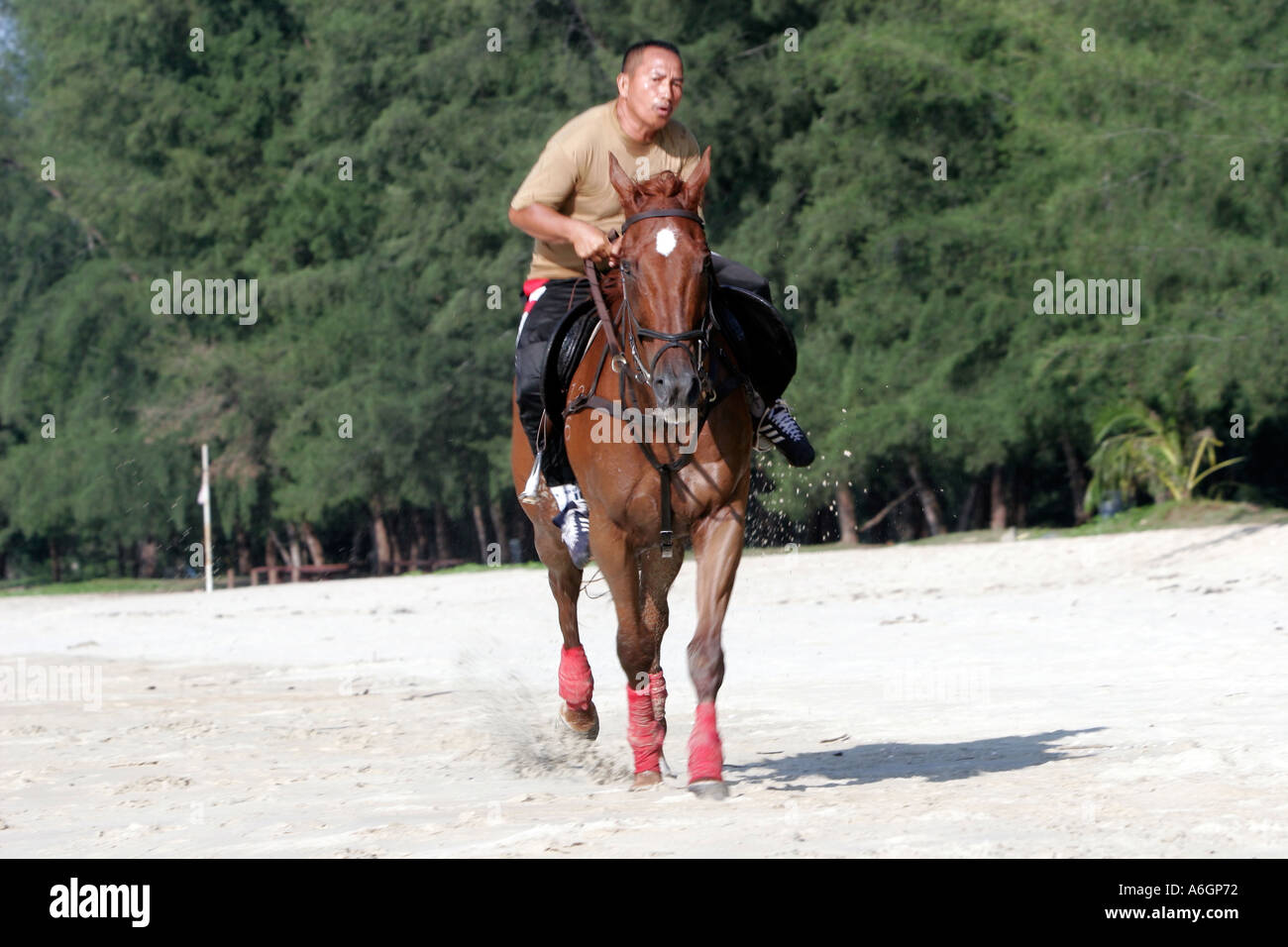 Galloping exercises hi-res stock photography and images - Alamy