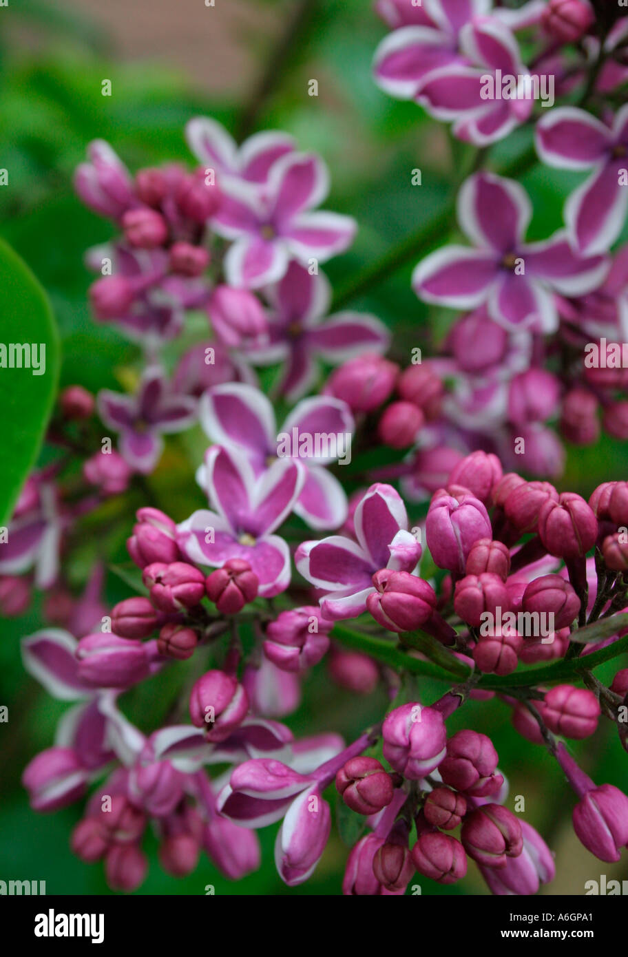 Purple buds and blossoming Common Lilac Austria Syringa vulgaris Stock Photo