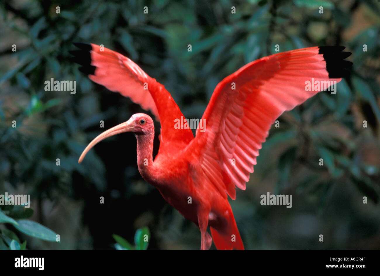 Scarlet ibis waving its wings action Eudocimus ruber National bird ...