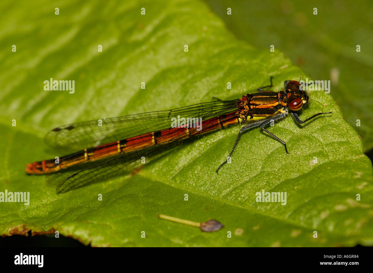 Large Red Damselfly Pyrrhosoma nymphula Stock Photo - Alamy