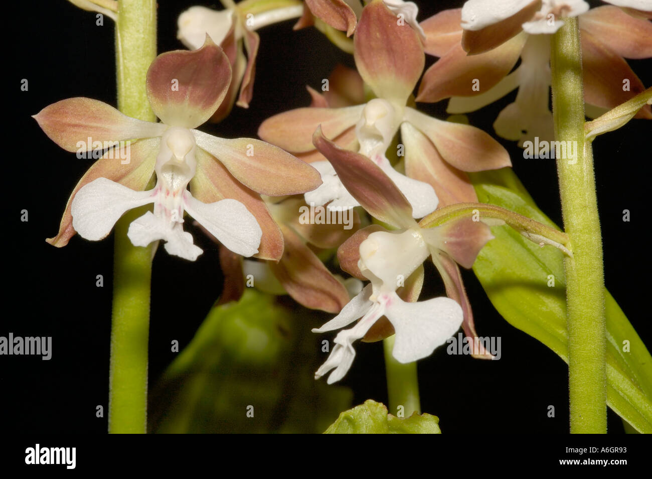Orchid Calanthe discolor Stock Photo