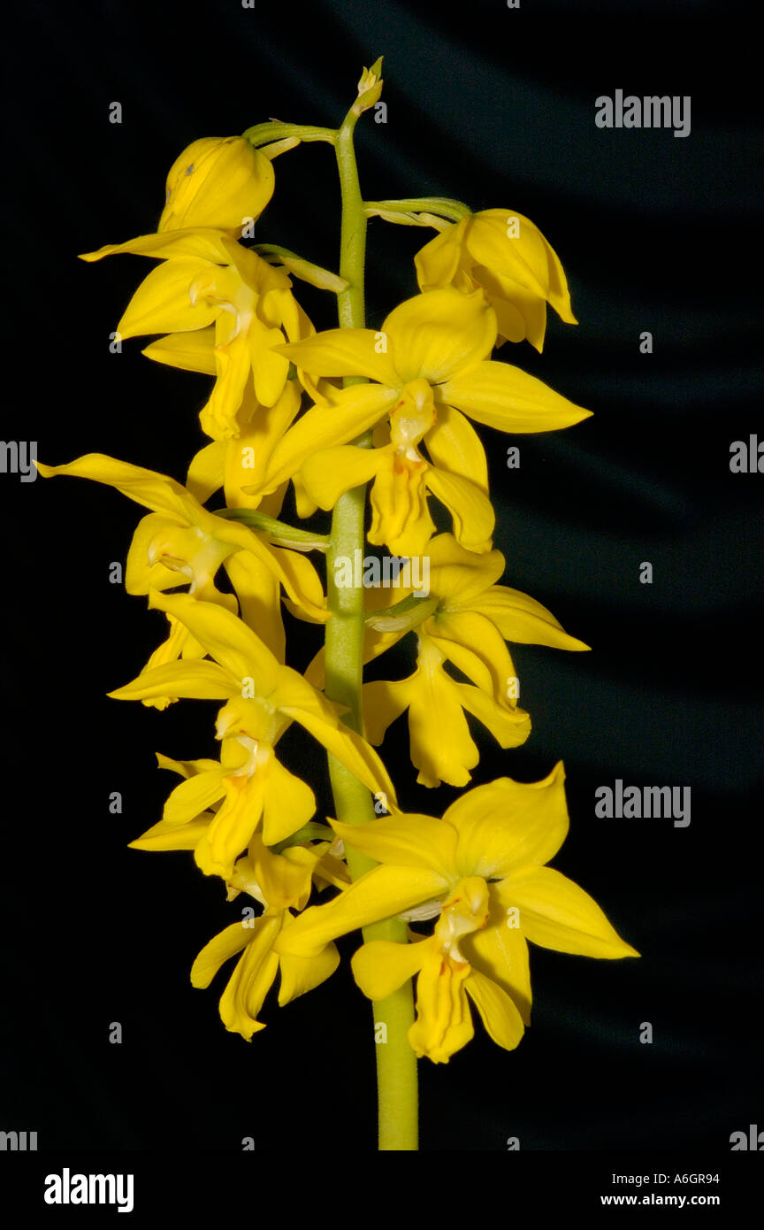 Orchid Calanthe sieboldii Stock Photo