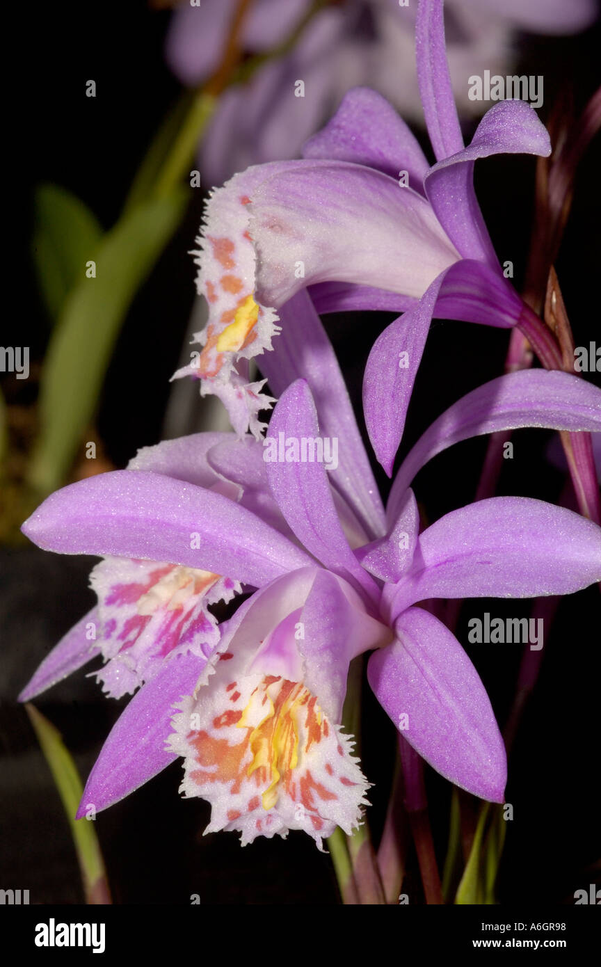 Exotic Orchid Pleione piton Stock Photo