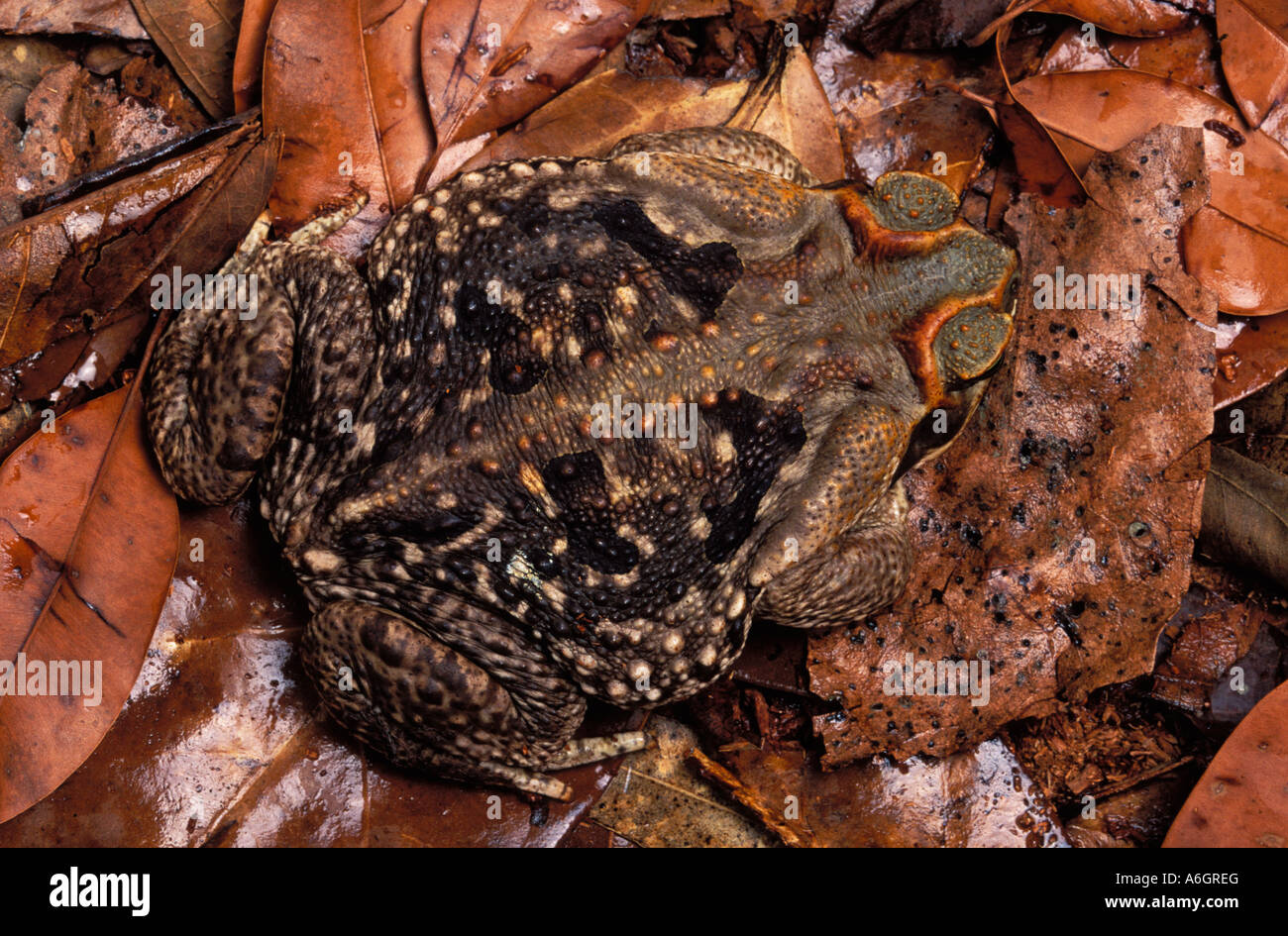 Rococo Toad Bufo paracnemis, aka Chaunus schneideri on forest floor South America Stock Photo