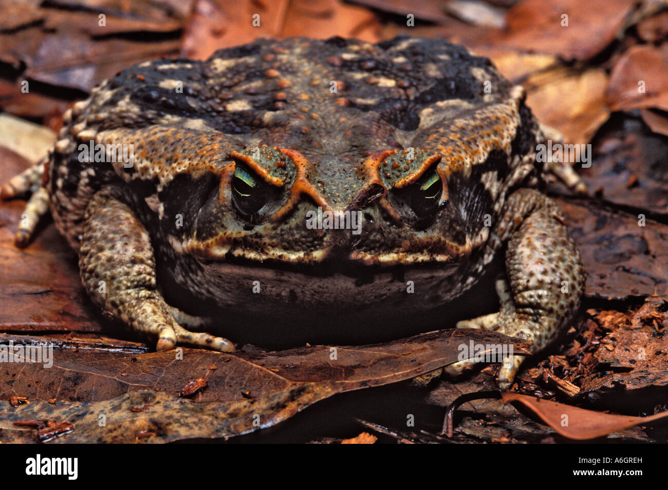Rococo Toad Bufo paracnemis aka Chaunus schneideri on forest floor South America Stock Photo