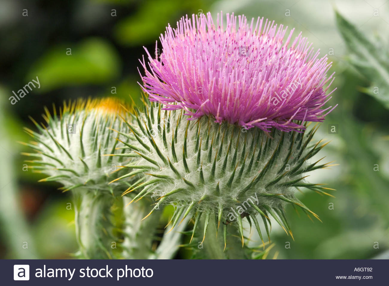 The Scottish Thistle Stock Photos & The Scottish Thistle Stock Images