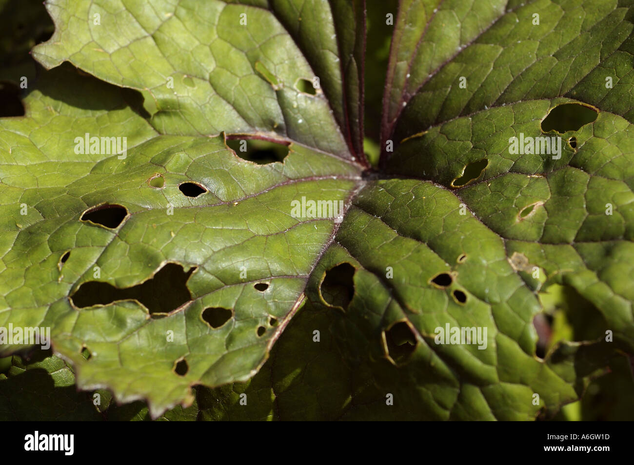Snail damage on leaves of stipa arundinacea golden hue Stock Photo
