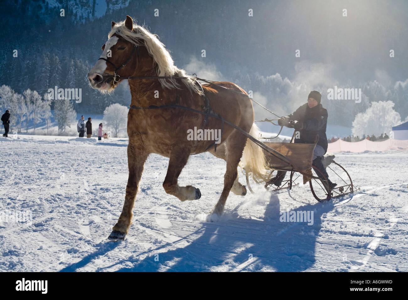 Horse drawn sleigh racing in Rottach-Egern Upper Bavaria Germany Stock ...