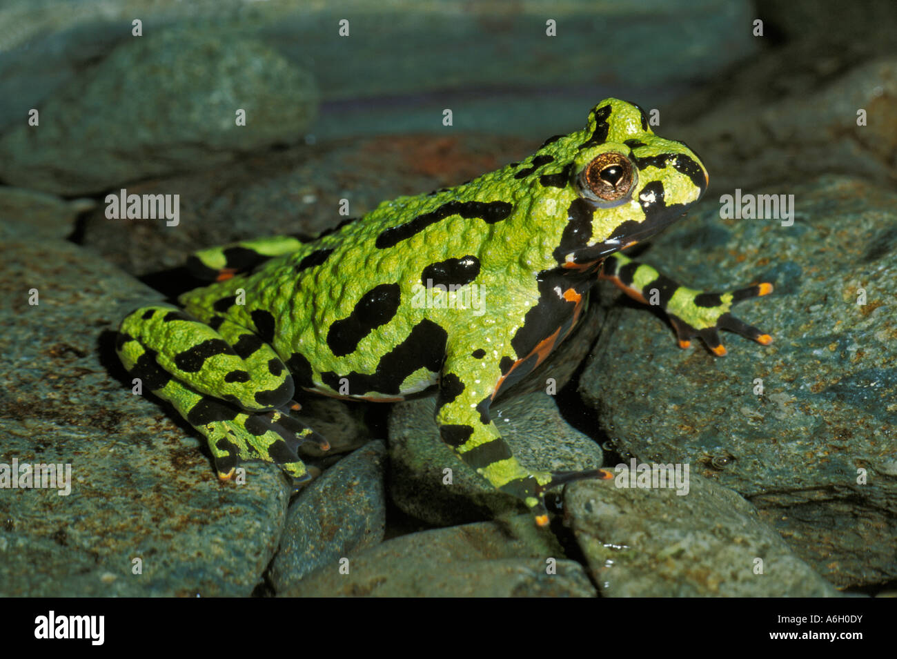 Oriental fire bellied toad Bombina orientalis South East Asia Stock ...