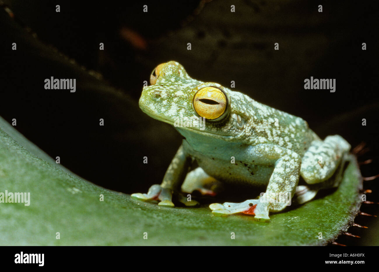 Red footed Tree Frog Hyla rufitela Costa Rica Stock Photo - Alamy