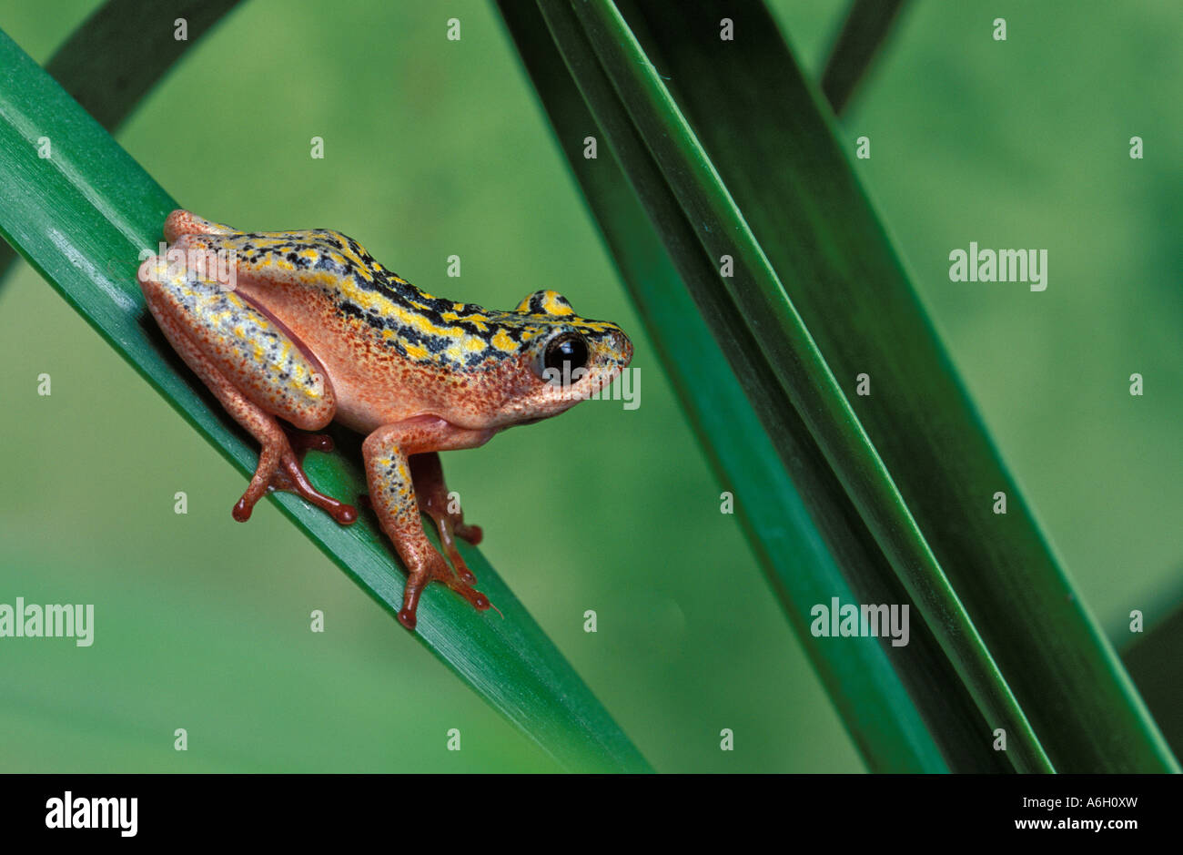 Marbled Reed Frog Hyperolius cf marmoratus South Africa Stock Photo