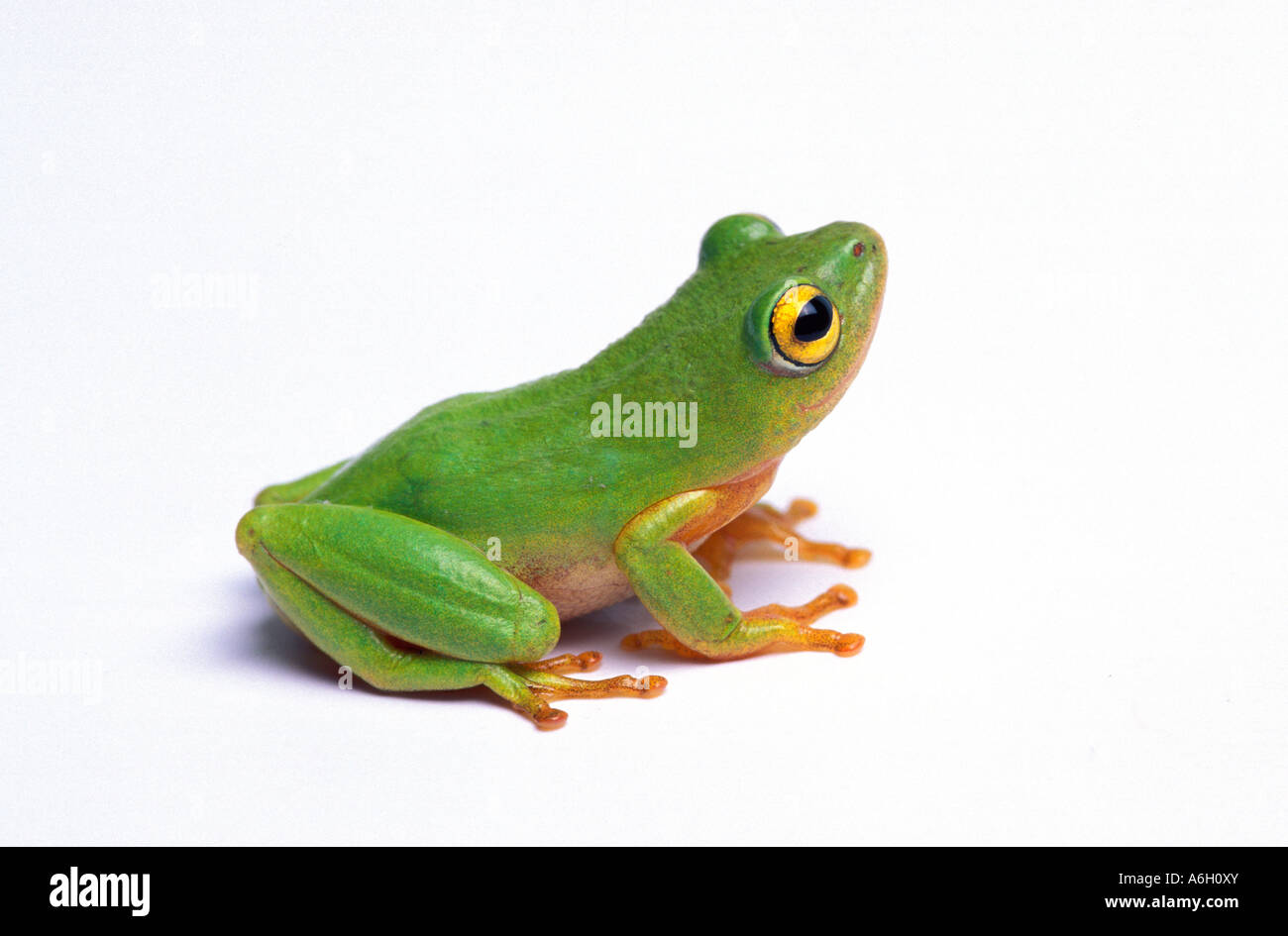 Tinker Reed Frog Hyperolius tuberilinguis on white background South Africa Stock Photo