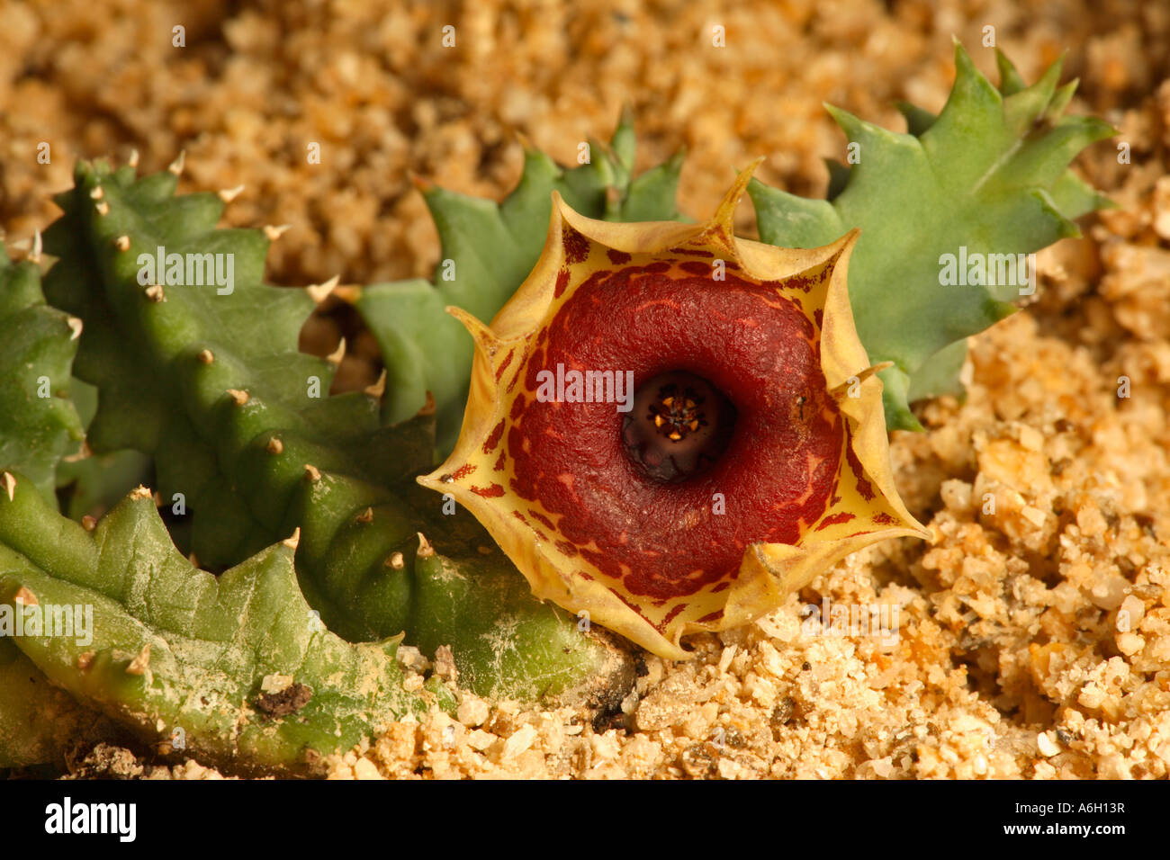 Huernia zebrina Southern Africa cultivated plant Stock Photo