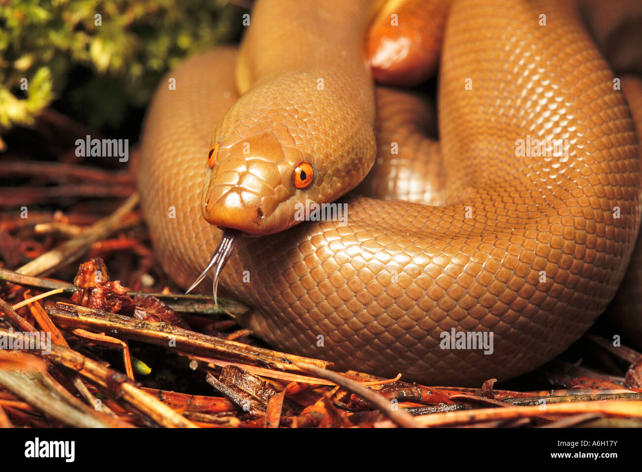 Rubber Boa Charina bottae California flicking out its tongue Stock
