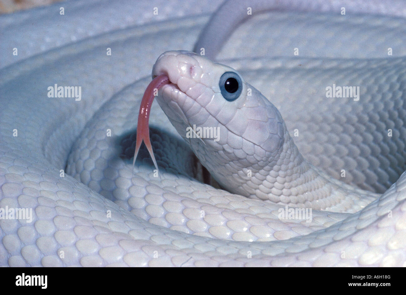 American Rat Snake Pantherophis obsoleta leucistic form with flicking tongue Stock Photo