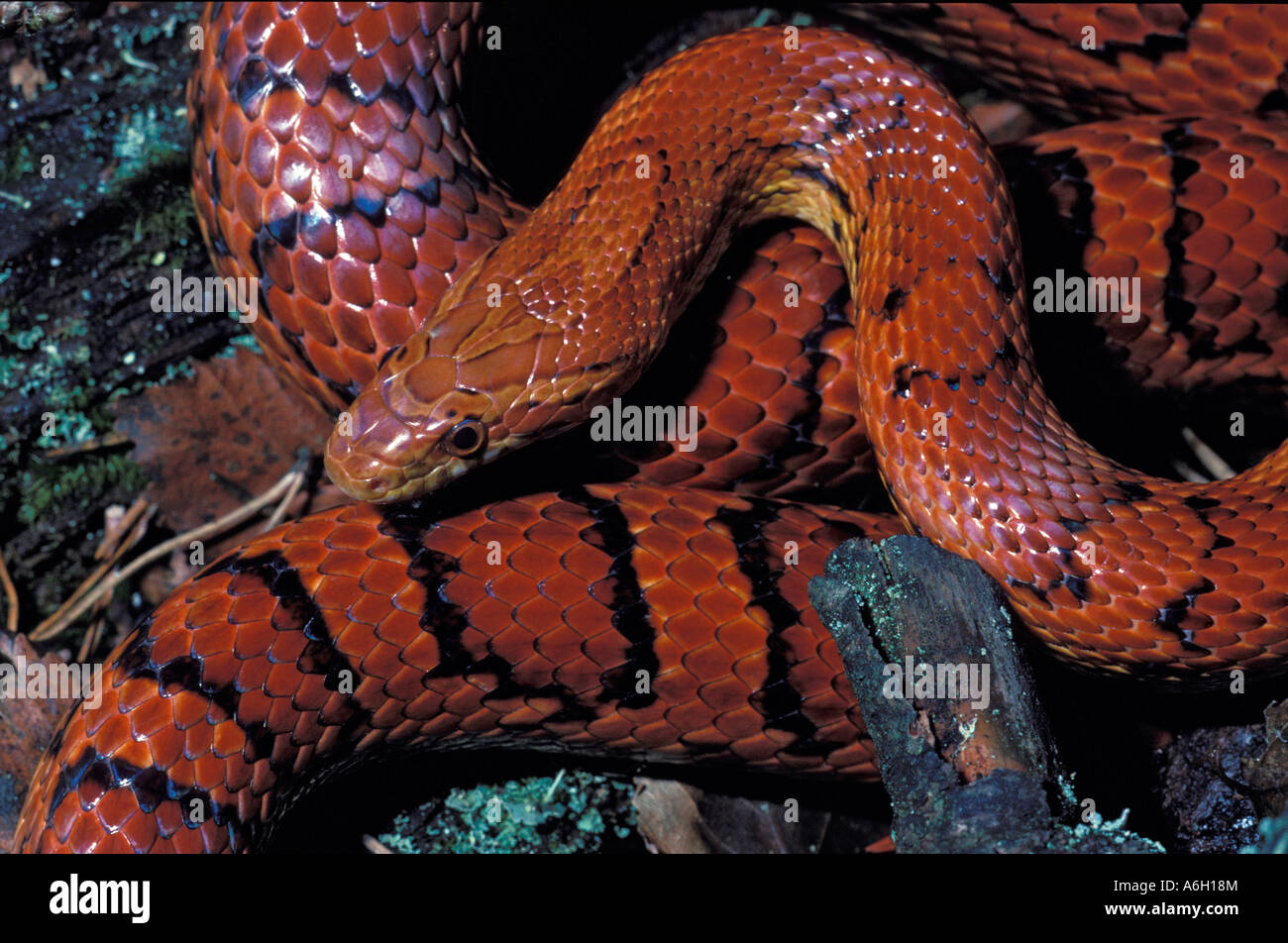 Corn Snake Pantherophis guttatus South Carolina USA Stock Photo Alamy