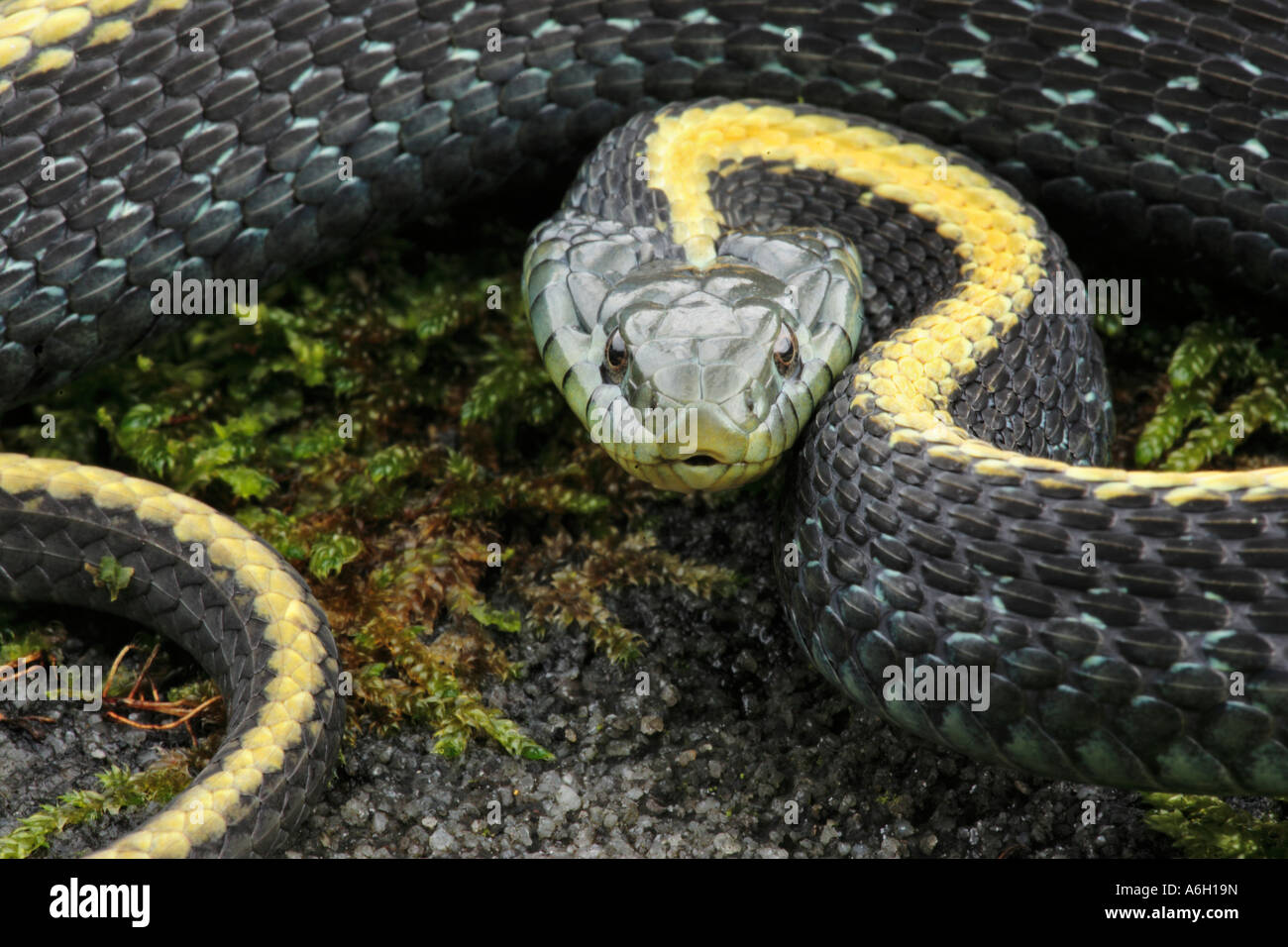 Santa Cruz Garter Snake Thamnophis atratus atratus single striped form from San Francisco County California Stock Photo