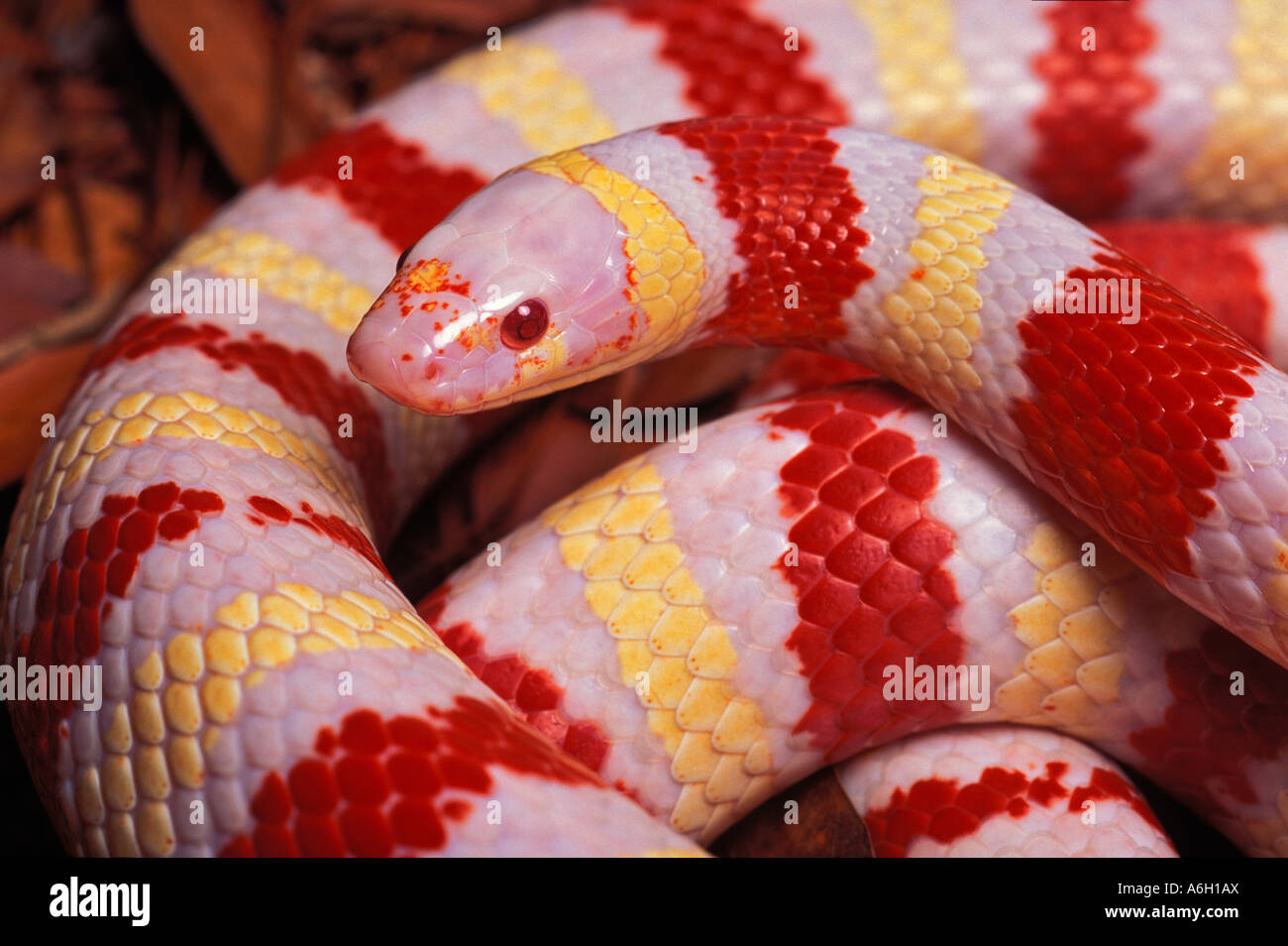 Queretaro kingsnake hires stock photography and images Alamy