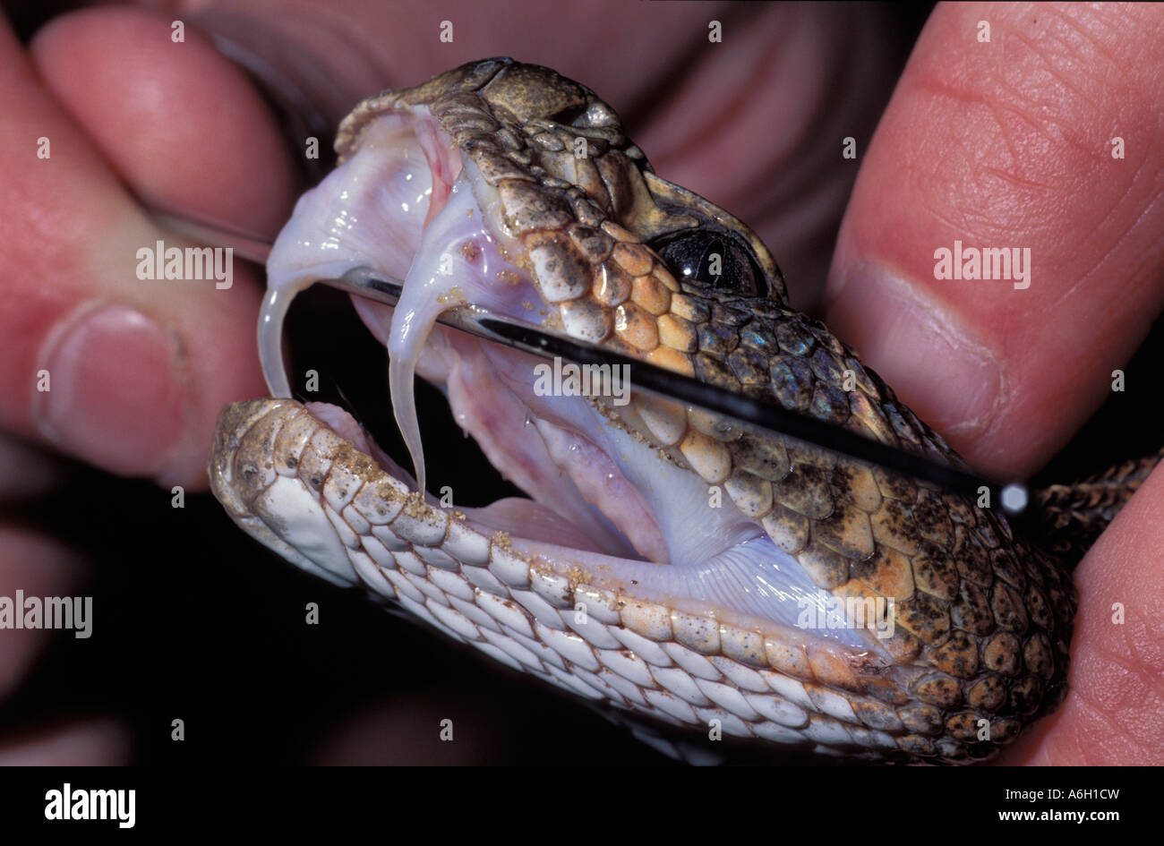 Western Diamondback Rattlesnake Crotalus atrox showing hinged fangs Stock Photo