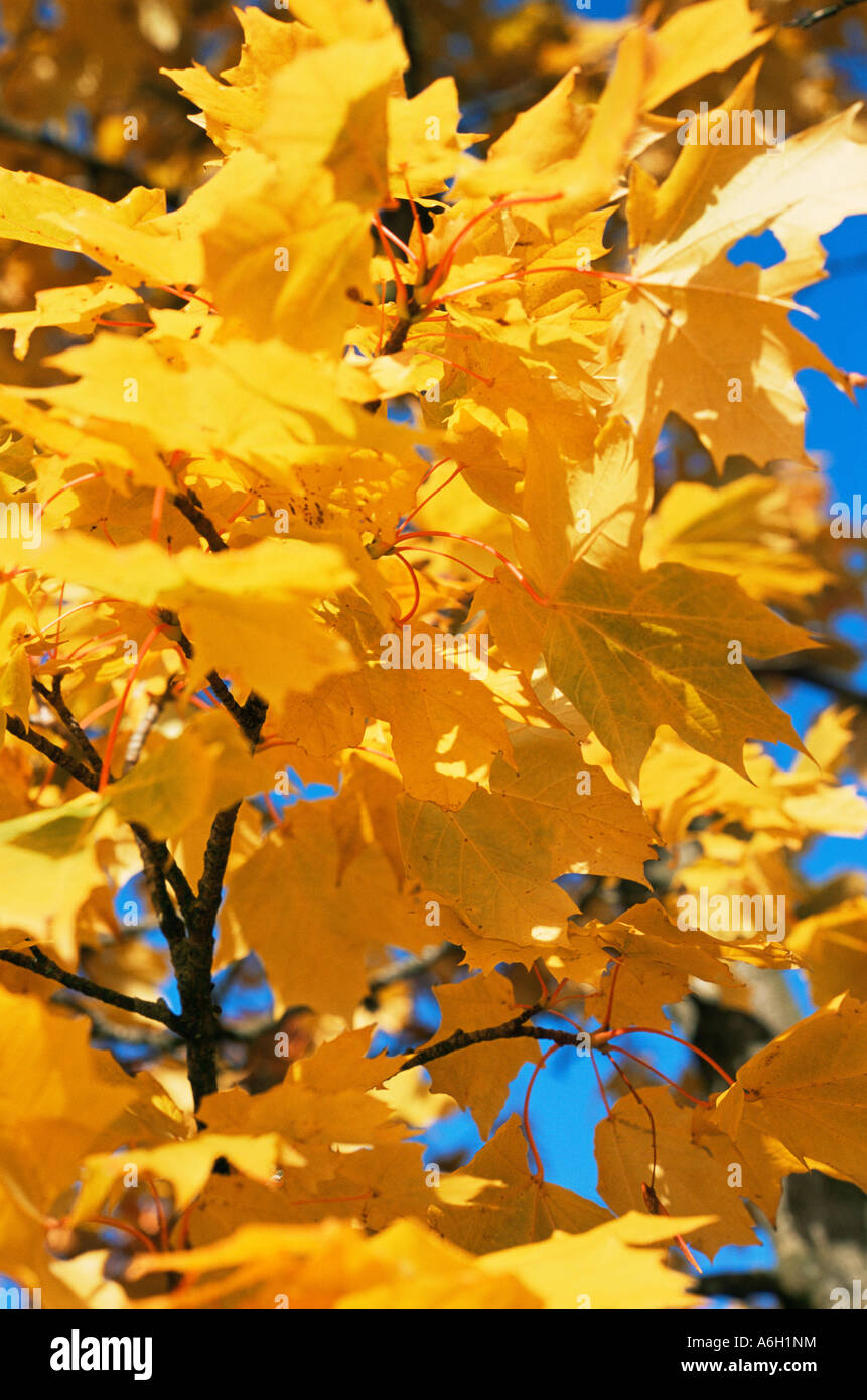 Golden autumn leaves Stock Photo - Alamy