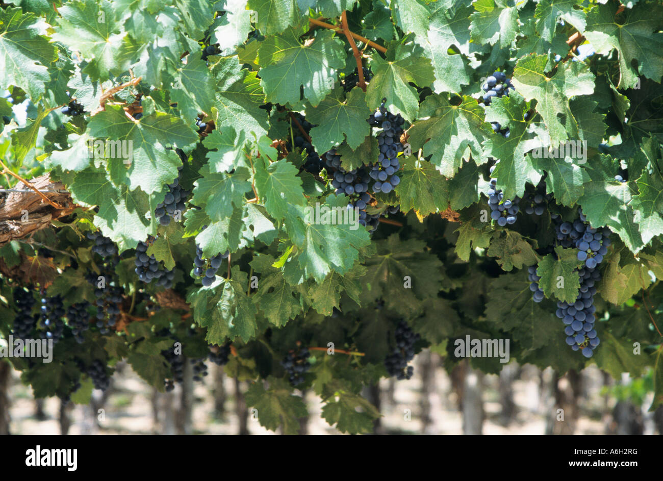 Vines hires stock photography and images Alamy