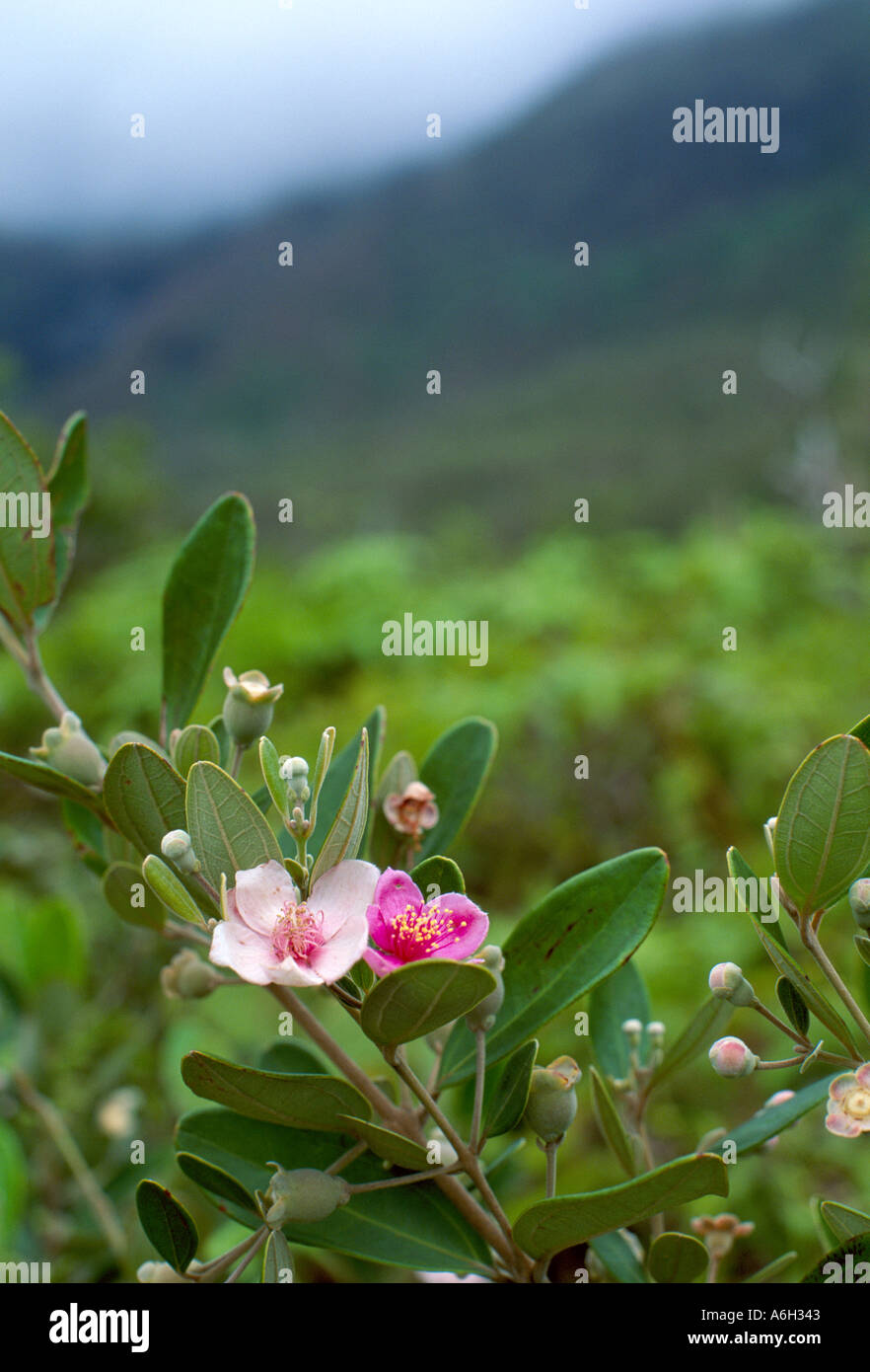 Rhodomyrtus tomentosa rose myrtle Myrtaceae an invasive shrub in Kauai Hawaii USA Stock Photo