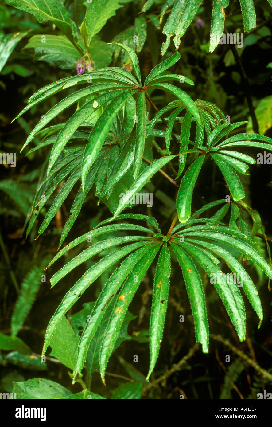 Begonia luxurians (Begoniaceae), a species with compound leaves in the Atlantic Forest (Mata Atlântica) in the Serra do Mar. Rio de Janeiro State, Brazil. The Atlantic Rainforest is a biodiversity hotspot. Stock Photo